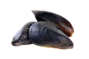 Mussels on a white background