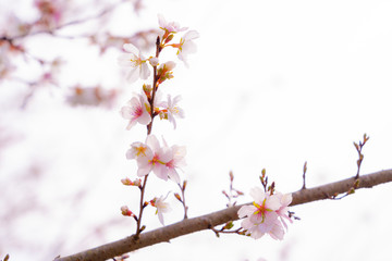 Soft blurred focus of pink sakura cherry blossom branches full blooming against isolated on white sky background in Japan.