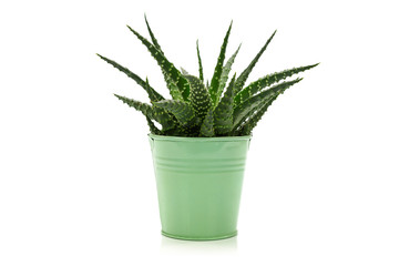 Little Succulent cactus plant in a green metal pot isolated on white background.