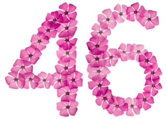 Numeral 46, forty six, from natural pink flowers of periwinkle, isolated on white background