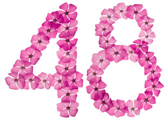 Numeral 48, forty eight, from natural pink flowers of periwinkle, isolated on white background