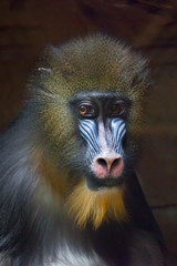 Sadness in the eyes, sad look. The pensive face of a madril monkey Rafiki  on a dark background.