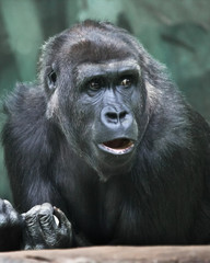 Surprise. Skepticism. Portrait of a female gorilla Expressive emotions.