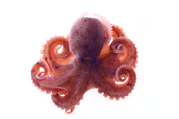 Octopus on a white background © pdm