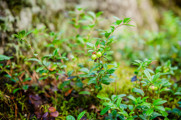 unripe green cowberry in the summer forest
