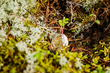 the shell of a bird's egg in the moss in the forest