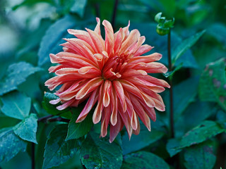 Dahlia 'Cameleon' in a country garden