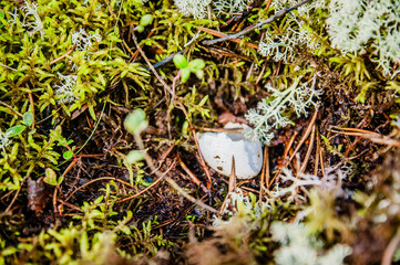 the shell of a bird's egg on the forest floor