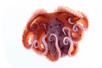 Octopus on a white background