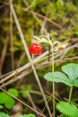 wild strawberry on a forest blur background