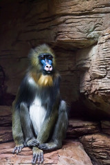 Mandrill monkey Rafiki  on a dark background and rocks (stones).