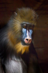 Sadness is sadness in the eyes. The pensive face of a madril monkey Rafiki  on a dark background.