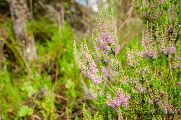 flowering Heather in the summer forest