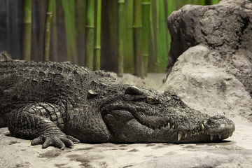 Muzzle of a crocodile lyinglose-up. The look of a reptile.
