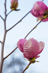 Large flowers of magnolia