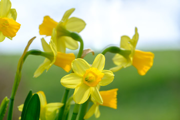 Fototapeta premium Narzissen (Narcissus)