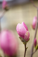 magnolia in the spring garden