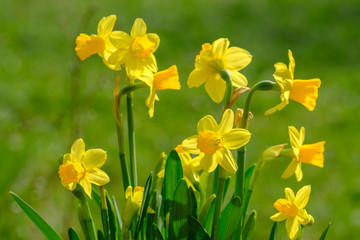 Obraz premium Narzisse (Narcissus)