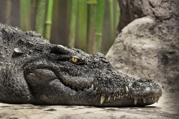 The cold calculating yellow eye of a reptile (crocodile, dragon, dinosaur). Muzzle of a crocodile...
