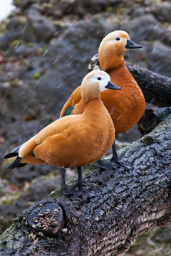 A pair of male and female beautiful bright duck ogary  sits on a tree in early spring.