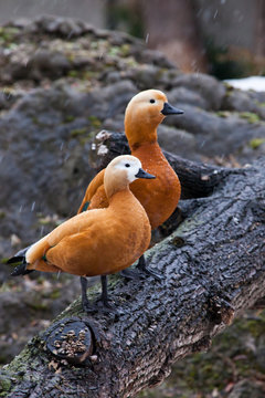 A pair of male and female beautiful bright duck ogary  sits on a tree in early spring.