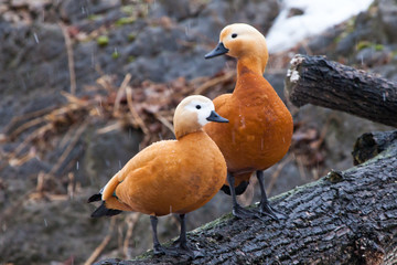 A pair of male and female beautiful bright duck ogary  sits on a tree in early spring. - obrazy, fototapety, plakaty