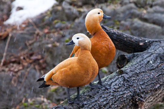A pair of male and female beautiful bright duck ogary  sits on a tree in early spring.