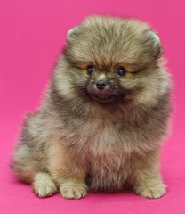 Small and shaggy Pomeranian puppy