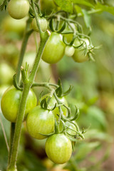 Green tomatoes on a branch