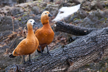 Two ducks (a married couple) are sitting on a tree, beautiful bright ogar ducks  in early spring.