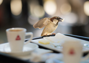 bird stealing cheese in a cave in palace gardens