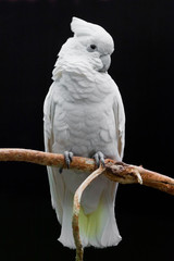 A sad white parrot with a tuft sits on a branch against a dark background.