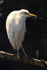 sad heron. A white heron is sitting on a tree branch against a dark background consecrated by the rays of the setting sun, a sad heron.