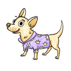 Cute chihuahua in an outfit 