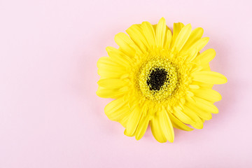 Yellow gerbera on a pink background. Copy space. Top view. Concept of spring, summer, garden, flower business.
