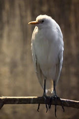 sad heron. A white heron is sitting on a tree branch against a dark background consecrated by the...