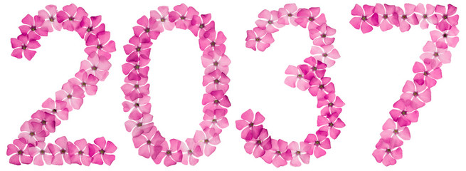 Inscription 2037, from natural pink flowers of periwinkle, isolated on white background