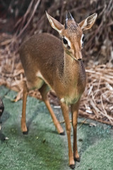 Antelope is worth (dik-dik). dwarf antelope dik dik from central africa,