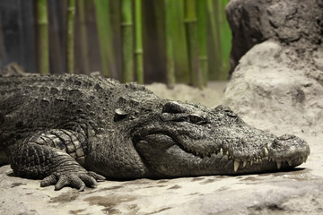 Muzzle of a crocodile lyinglose-up. The look of a reptile.