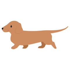 歩くダックスフント