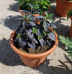 Blumenkuebel, Paprika, Capsicum, annuum