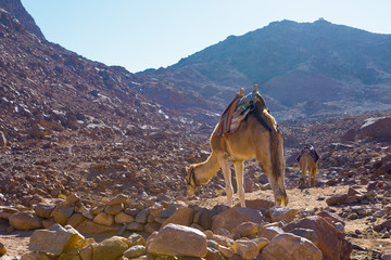 Silhouette dromedar camel on the background of the mountain of St. Moses, Egypt, Sinai	