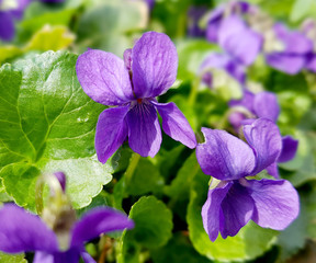 Duftveilchen, Viola, odorata