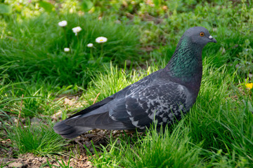 Pigeon lying in a thick grass