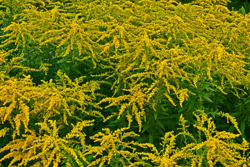 Close up of flowering Solidago 'Golden Showers' in a country garden