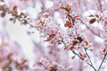 Obraz premium Nature scene background with blooming tree, spring, pink blossom