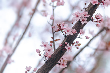 Nature scene background with blooming tree, spring, pink blossom