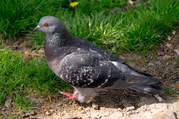 Pigeon on soil surface in the park