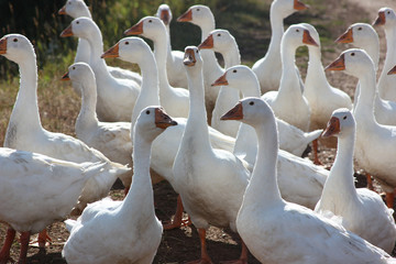white geese for a walk on the road in the village at the sunny day