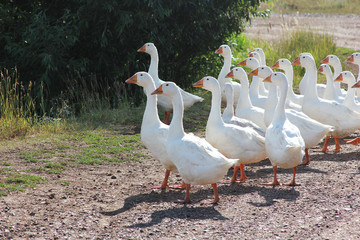 white geese for a walk on the road in the village at the sunny day